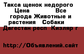 Такса щенок недорого › Цена ­ 15 000 - Все города Животные и растения » Собаки   . Дагестан респ.,Кизляр г.